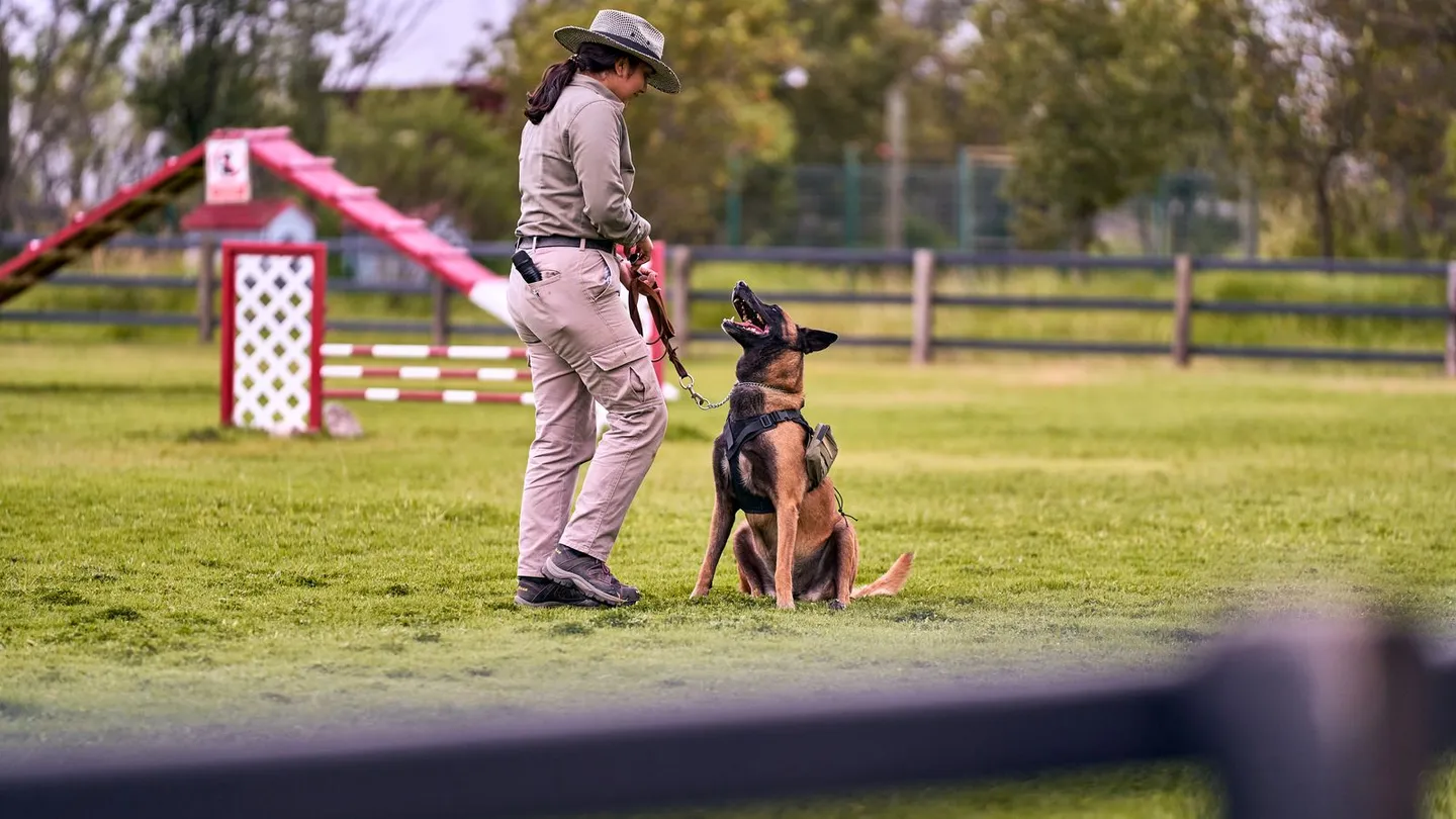Person und sitzender Hund beim Training auf einer Wiese