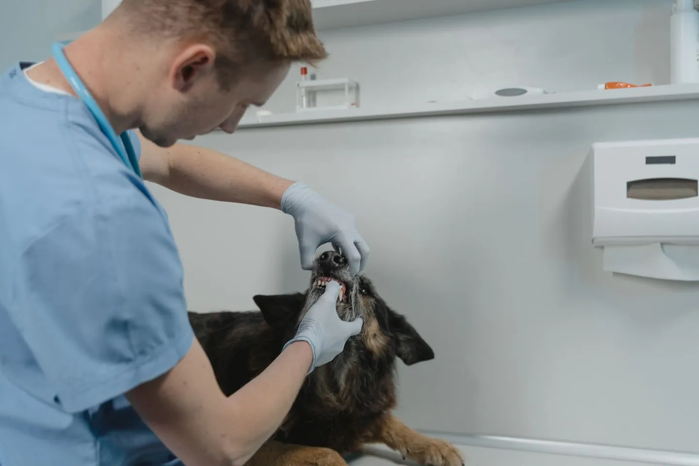 Untersuchung des Mauls eines Hundes in einer Praxis